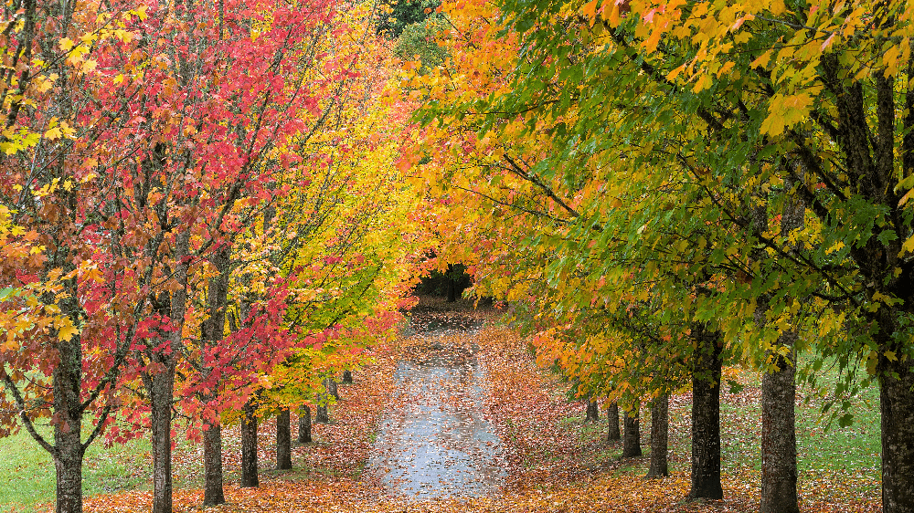 Pathway lined with vibrant autumn trees featuring red, yellow, and green leaves.